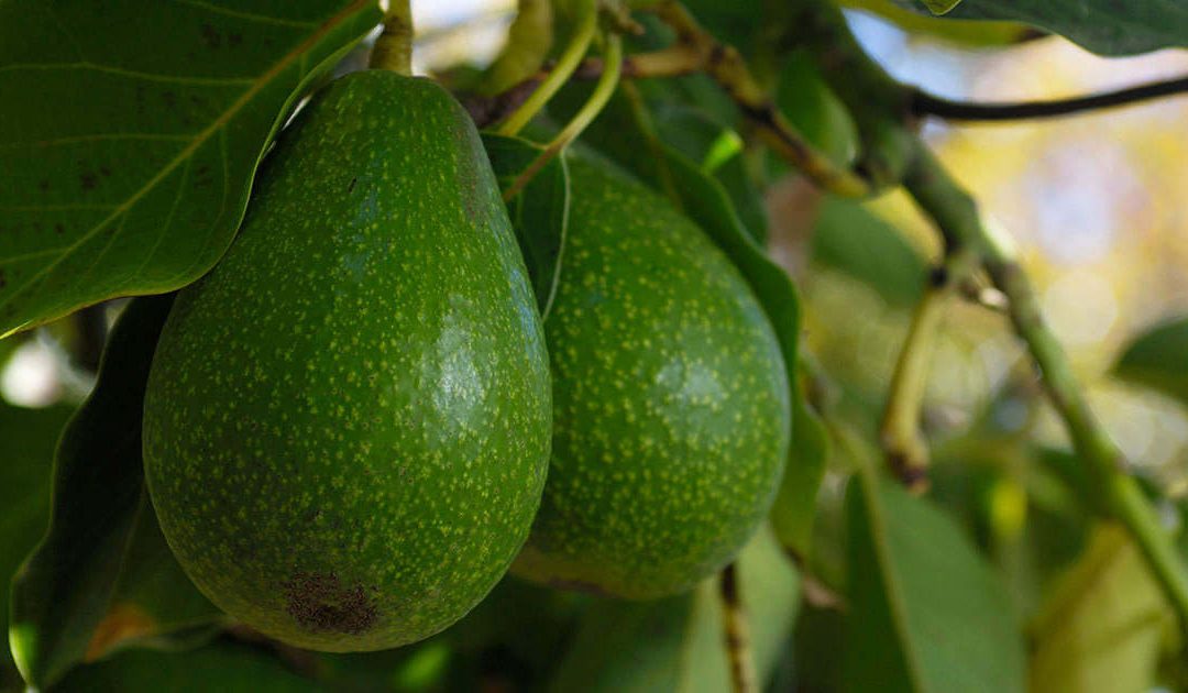 Fuerte avocados ready for grading and packing