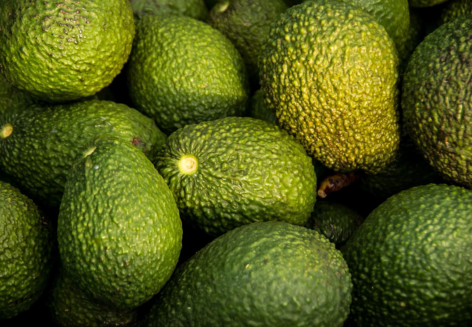 Fresh Hass avocados packed for supply