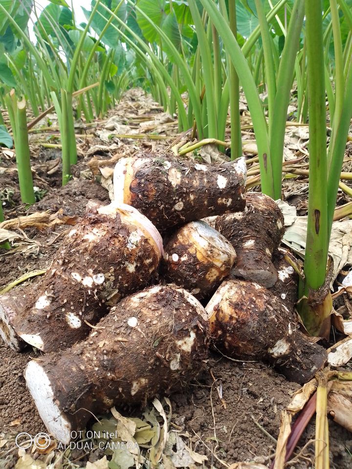 Arrow Roots - Farm Fresh & Beyond