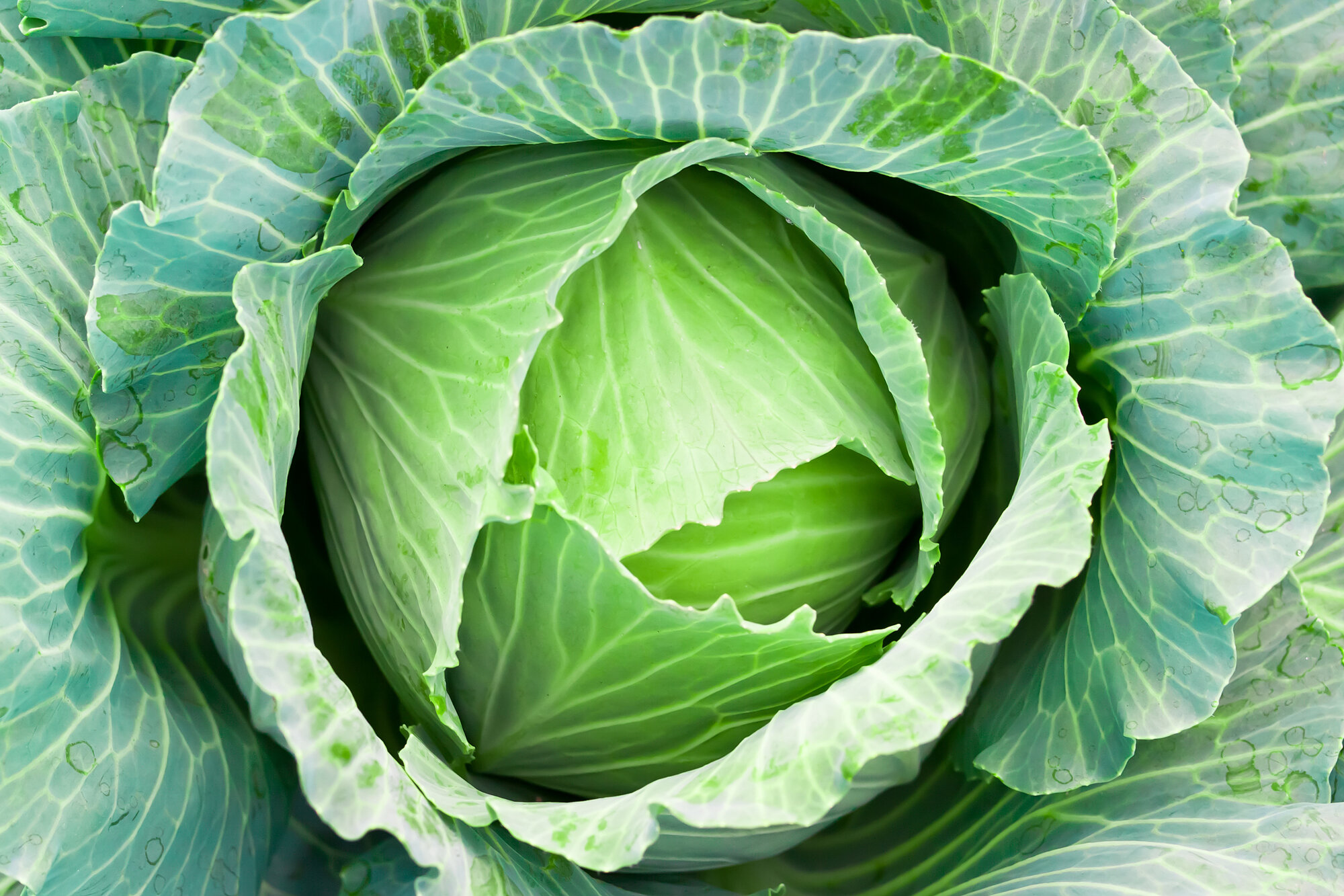Cabbage - Farm Fresh & Beyond