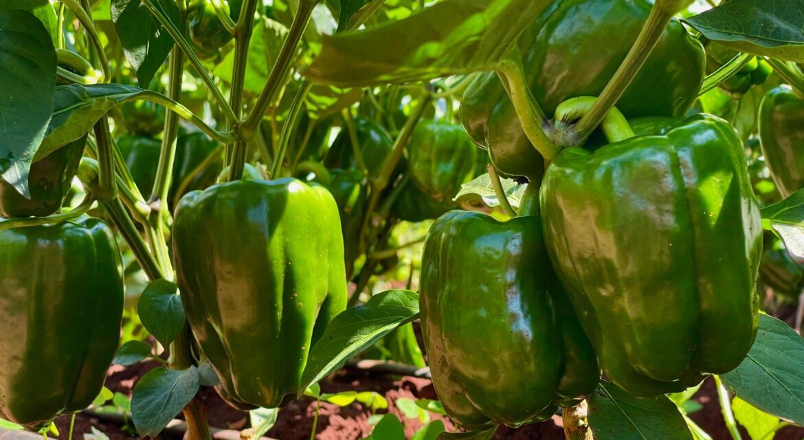 Green Capsicum - Farm Fresh & Beyond