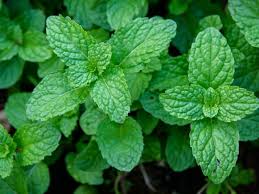 Mint (50g) - Farm Fresh & Beyond