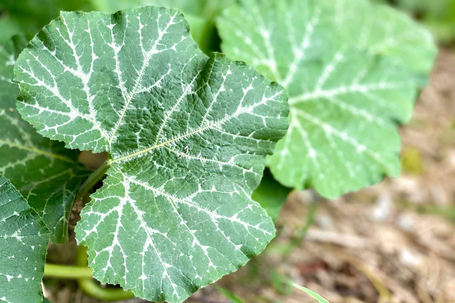 Pumpkin Leaves (50g) - Farm Fresh & Beyond