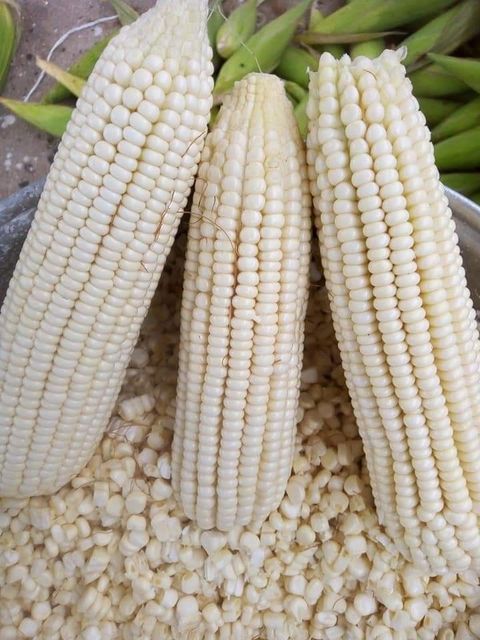 Shelled Fresh Maize - Farm Fresh & Beyond